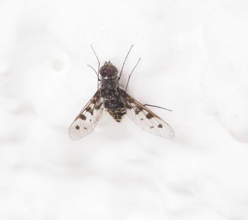 Anthrax varia